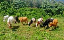 2 arrested as police recover 12 stolen cattle in Bungoma