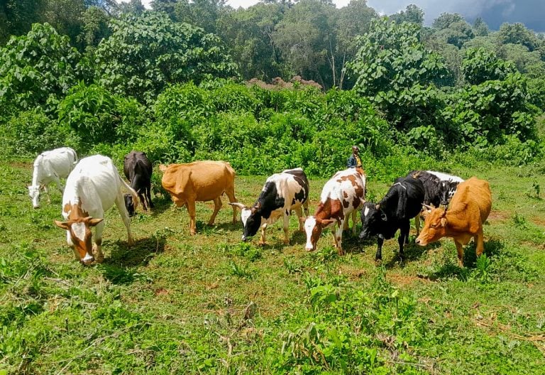 2 arrested as police recover 12 stolen cattle in Bungoma