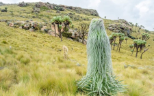 KWS probes reported damage to alpine Giant Lobelia plants