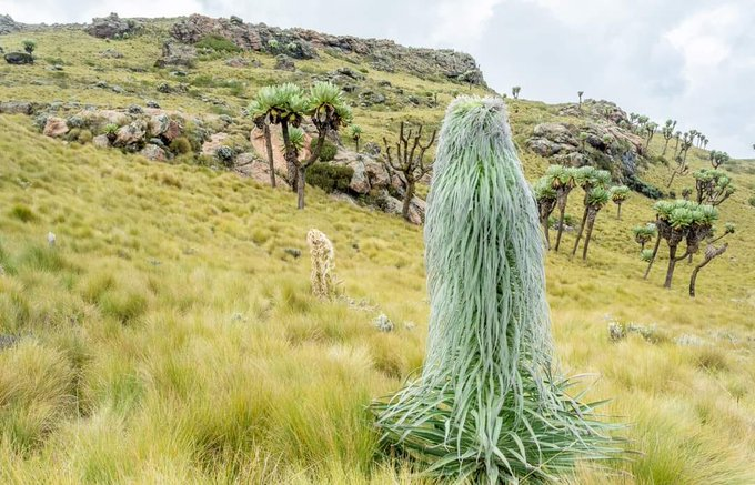 KWS probes reported damage to alpine Giant Lobelia plants
