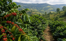 UNCTAD warns coffee price slump could hit Kenya’s export earnings and farmers