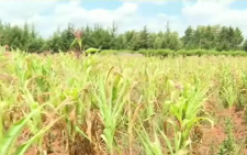 Baringo stares at 75% maize crop failure as drought bites