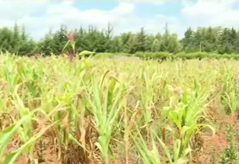 Baringo stares at 75% maize crop failure as drought bites