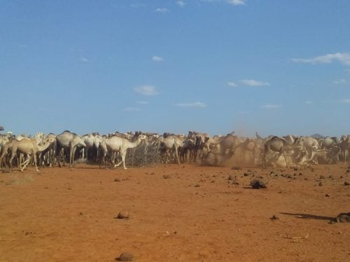 Camels graze as rising temperatures and prolonged drought increasingly threaten their survival and the livelihoods of pastoralist communities. PHOTO/@NPSOfficial_KE/X