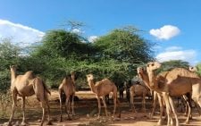 Africa’s extreme heat now threatens even desert camels