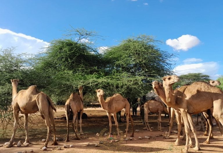 Africa’s extreme heat now threatens even desert camels