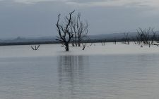 Bee attack leaves 16 Nairobi pupils injured during Lake Baringo tour
