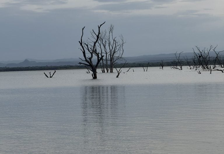 Bee attack leaves 16 Nairobi pupils injured during Lake Baringo tour
