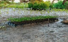 Kenyan scouts rally 5,000 participants for global mangrove planting record