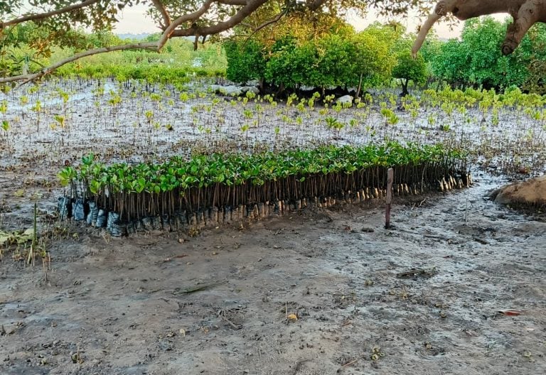 Kenyan scouts rally 5,000 participants for global mangrove planting record