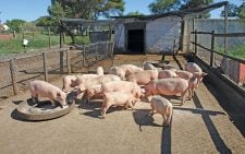 Kakamega issues African swine fever alert following suspected outbreak and widespread pig deaths