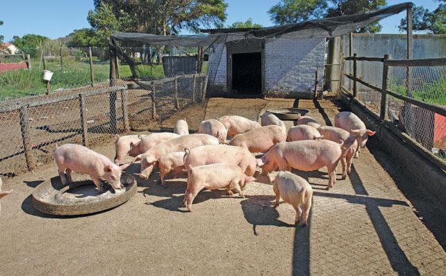 Kakamega issues African swine fever alert following suspected outbreak and widespread pig deaths