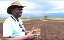 Ruto gives glimpse into his large-scale farming venture ahead of harvesting season