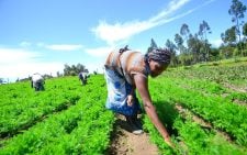FAO says Kenya should replace food subsidies with smarter agriculture investments instead