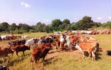 Muktan grazing scheme restores peace to Laikipia and Baringo
