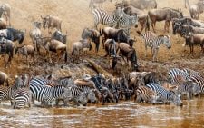 Court strikes out case against luxury safari camp at Maasai Mara