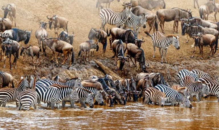 Court strikes out case against luxury safari camp at Maasai Mara