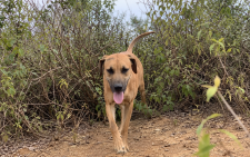 How a neighbour’s dog led to discovery of 4 slain family members in Kathiani