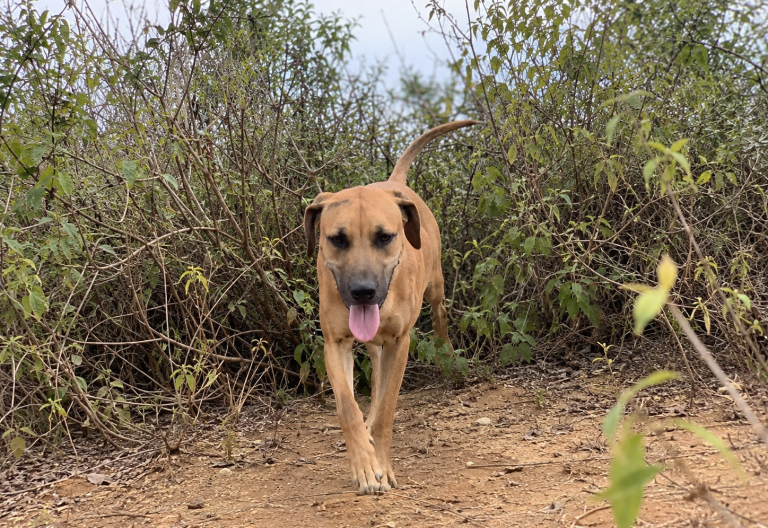 How a neighbour’s dog led to discovery of 4 slain family members in Kathiani